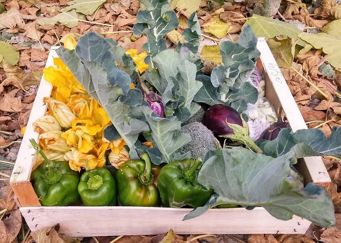 Couette-café Fico Bologna 453 3*